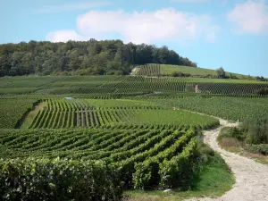 Vigneti della Champagne - Strada fiancheggiata da vigneti (vigneto Champagne, nel Parco Regionale Naturale della Montagne de Reims), gli alberi