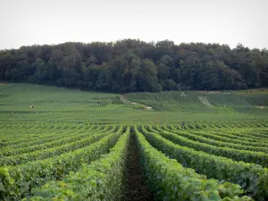 Vigneti della Champagne - Vigneti della Cote des Blancs (vigneto Champagne) e gli alberi