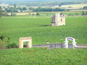 Vigneti della Côte de Nuits - Viti del vigneto Vougeot