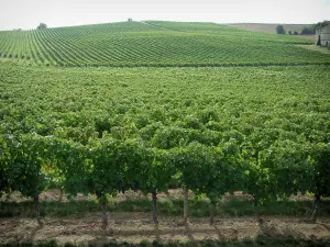 Vigneti di Gaillac - Vigneti (vigneti Gaillac)