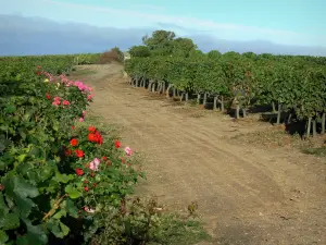 Vignoble d'Anjou - Chemin bordé de vignes