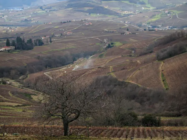 Vignoble du Beaujolais - Champs de vignes, arbres et maisons