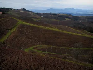 Vignoble du Beaujolais - Vue sur les champs de vignes et les collines