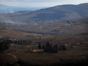 Vignoble du Beaujolais - Champs de vignes, arbres, maisons et collines