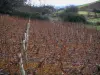 Vignoble du Beaujolais - Vignes, arbustes et arbres