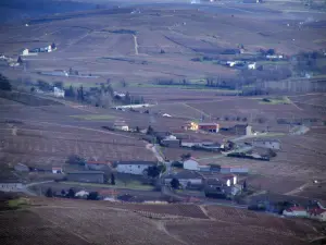 Vignoble du Beaujolais - Champs de vignes et maisons