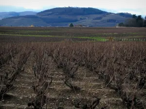 Vignoble du Beaujolais - Vignes et collines