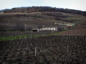 Vignoble du Beaujolais - Maisons et vignes du mont Brouilly