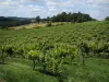 Vignoble de Bergerac - Vignes, champ avec des bottes de paille, arbres et nuages dans le ciel