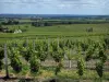 Vignoble de Bergerac - Champs de vignes, maisons et arbres