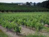 Vignoble de Bergerac - Vignes, arbres et maisons