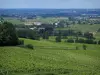 Vignoble de Bergerac - Champs de vignes, arbres et maisons