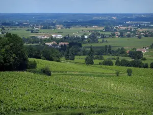 Vignoble de Bergerac - Champs de vignes, arbres et maisons