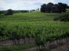 Vignoble de Bergerac - Vignes et arbres