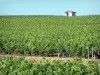 Vignoble de Bordeaux - Cabane de vigne, dans le Médoc