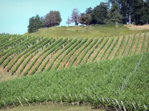 Vignoble de Bordeaux - Viñedos de Graves