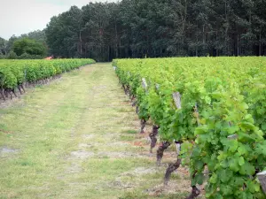 Vignoble de Bordeaux - Viñedos de Sauternes