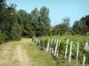 Vignoble de Bordeaux - Omzoomde weg wijnstokken en bomen