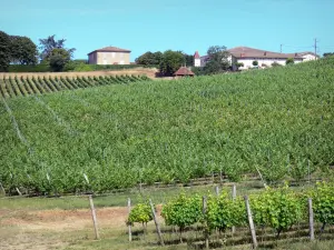 Vignoble de Bordeaux - Viñedos de los viñedos de Burdeos