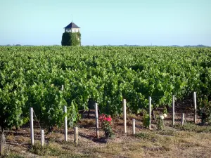 Vignoble de Bordeaux - Tower rodeado de viñedos