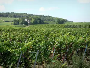 Vignoble champenois - Champs de vignes du vignoble de la Montagne de Reims (vignoble de Champagne, dans le Parc Naturel Régional de la Montagne de Reims), édifice religieux, arbres et forêt