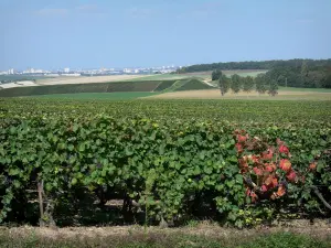 Vignoble champenois - Vignes du vignoble de la Montagne de Reims (vignoble de Champagne, dans le Parc Naturel Régional de la Montagne de Reims) avec vue sur la ville de Reims