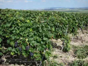 Vignoble champenois - Vignes du vignoble de la Montagne de Reims (vignoble de Champagne, dans le Parc Naturel Régional de la Montagne de Reims)