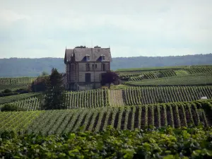 Vignoble champenois - Champs de vignes du vignoble de la Montagne de Reims (vignoble de Champagne, dans le Parc Naturel Régional de la Montagne de Reims), demeure et forêt