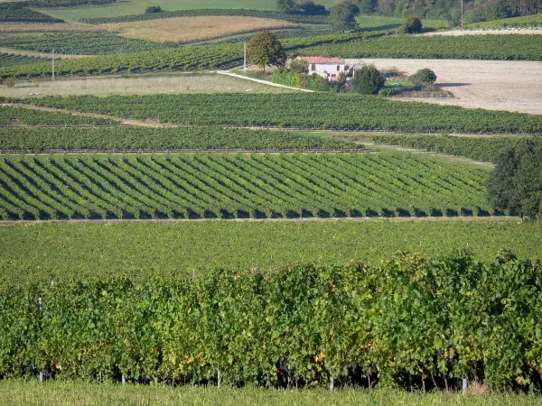 Vignoble de Cognac - Champs de vignes, maison et arbres