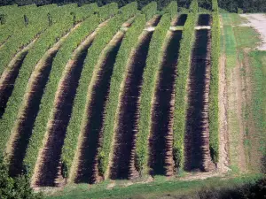 Vignoble de Cognac - Alignements de vignes