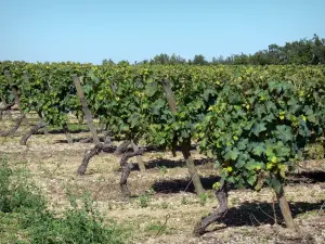 Vignoble de Cognac - Vignes