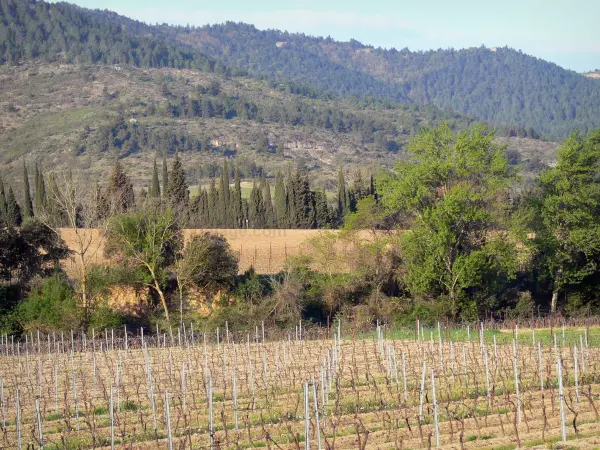 Le vignoble des Corbières - Guide gastronomie, vacances & week-end dans l'Aude