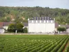 Vignoble de la Côte de Beaune - Village viticole de Chassagne-Montrachet et château de la Maltroye, entre vignes et bois