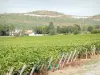 Vignoble de la Côte de Beaune - Vignoble de Santenay