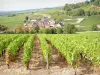 Vignoble de la Côte de Beaune - Maisons de Santenay-le-Haut entourées de champs de vignes