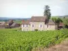 Vignoble de la Côte de Beaune - Maisons de Santenay-le-Haut entourées de champs de vignes