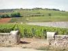 Vignoble de la Côte de Beaune - Champs de vignes du vignoble de Pommard