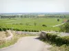 Vignoble de la Côte de Beaune - Petite route traversant le vignoble de Pommard
