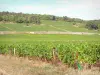 Vignoble de la Côte de Beaune - Vignes de Savigny-lès-Beaune