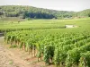 Vignoble de la Côte de Beaune - Champs de vignes de Savigny-lès-Beaune