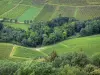 Vignoble jurassien - Champs de vignes et arbres