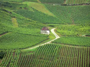 Vignoble jurassien - Cabane de vigne, route et champs de vignes