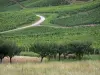 Vignoble jurassien - Arbres, champs et route bordée de vignes