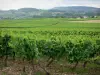 Vignoble jurassien - Champs de vignes, maisons, arbres et collines