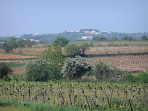 Vignoble du Languedoc - Champs de vignes, arbres et maisons en arrière-plan