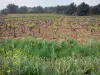 Vignoble du Languedoc - Fleurs sauvages, champs de vignes et arbres