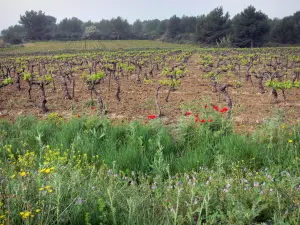 Vignoble du Languedoc - Fleurs sauvages, champs de vignes et arbres