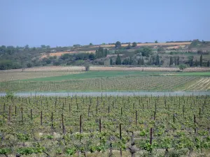 Vignoble du Languedoc - Champs de vignes et arbres