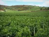 Vignoble du Mâconnais - Champ de vignes 