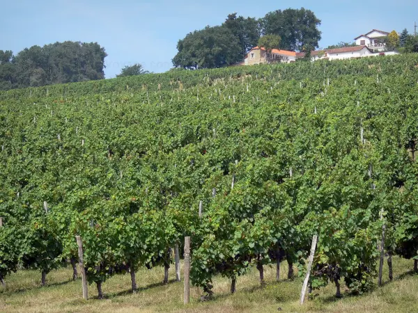 Vignoble de Madiran - Maisons dominant un champ de vignes